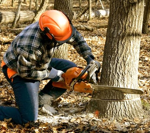 Tree Removal in Crown, PA